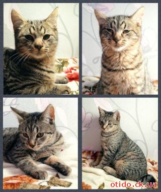 Кошенята