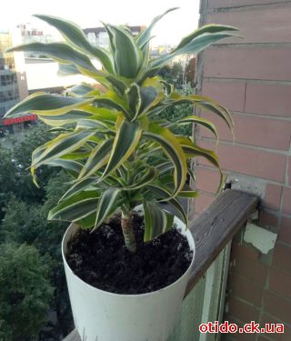 Драцена - 