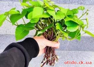 батат черенки