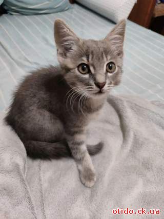 хлопчик, Кошеня сіренький