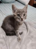 хлопчик, Кошеня сіренький