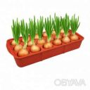 Лоток (поддон) для выращивания лука и рассады луковичница 2.2 л 38 &times; 16 &times; 6