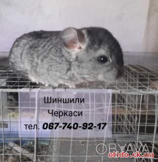 Продам шиншиллу