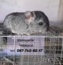 Продам шиншиллу