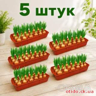 Набор из 5 пластиковых лотков для выращивания зелёного лука и рассады с