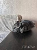 Шиншила