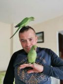 Малюки ожерелової папуги