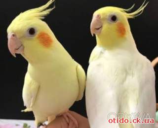 Продам малышей корелла