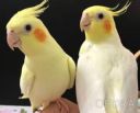 Продам малышей корелла